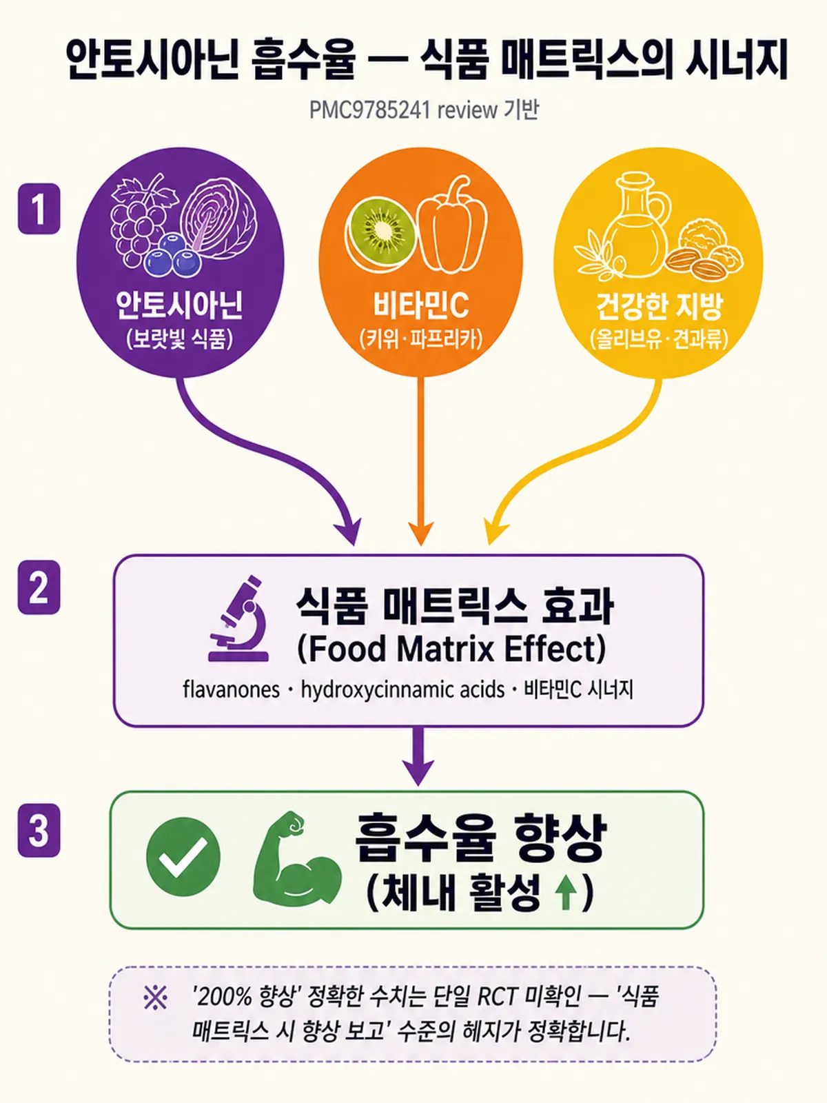 안토시아닌 흡수율 메커니즘 다이어그램 (식품 매트릭스 효과·비타민C·지방 시너지)