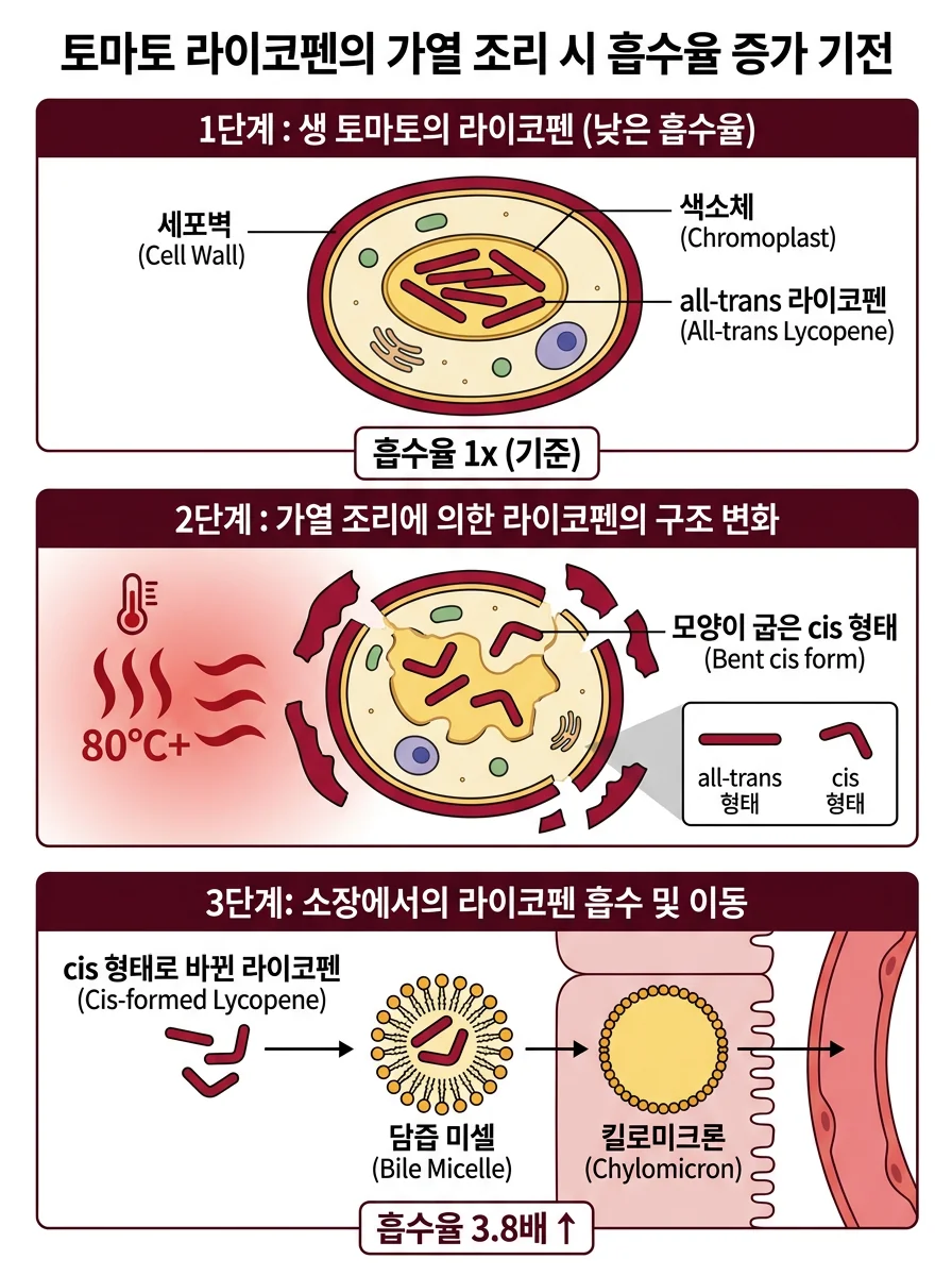 라이코펜 trans-cis 이성질체 변환과 토마토 세포벽 chromoplast 매트릭스 파괴 메커니즘, 미셀 흡수 다이어그램