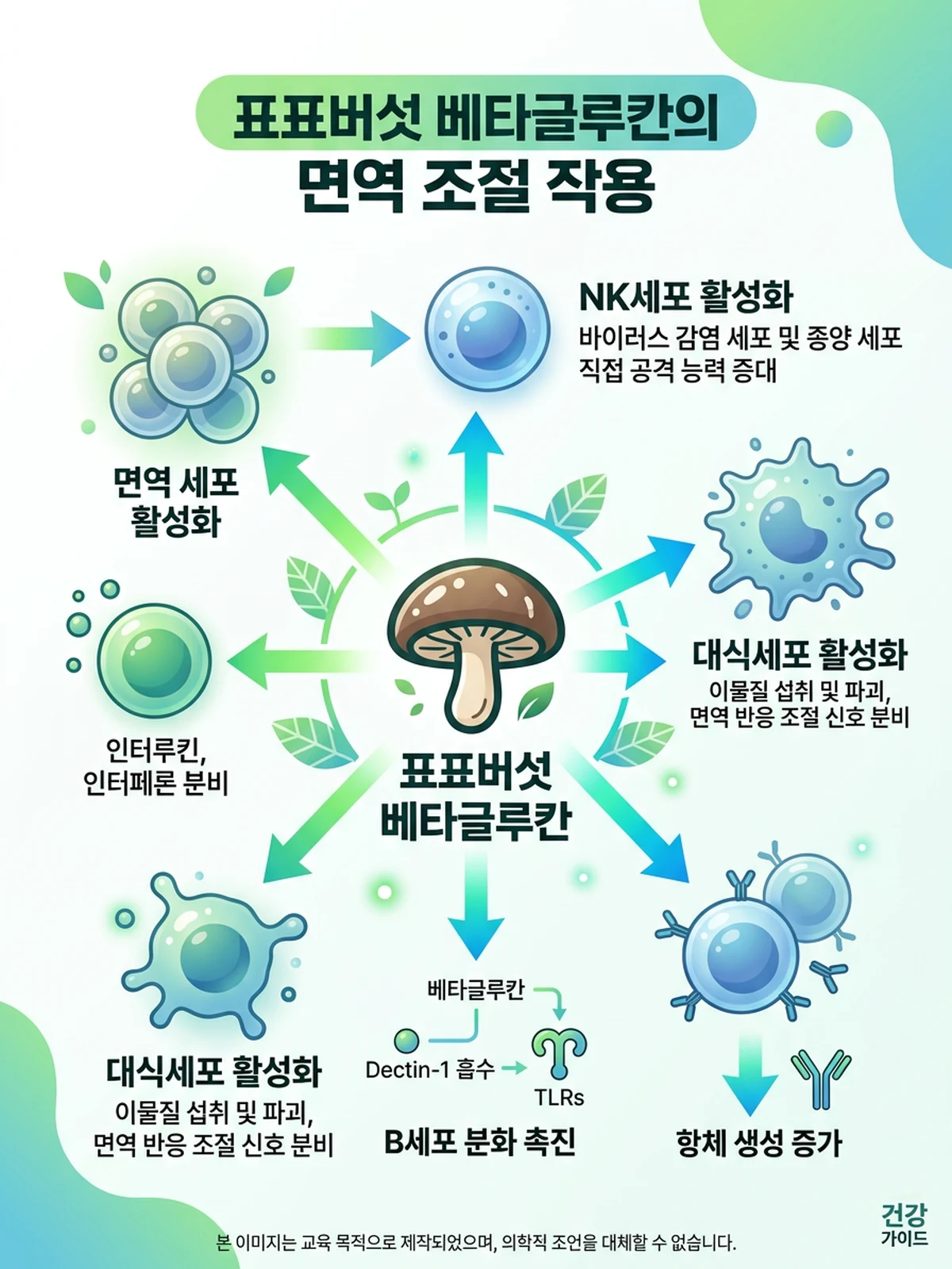표고버섯 베타글루칸이 NK세포와 대식세포를 활성화하는 면역 기전 다이어그램