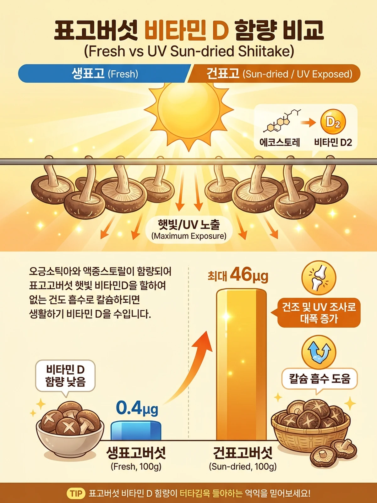 생표고버섯과 UV건조 건표고버섯 비타민D 함량 비교 인포그래픽